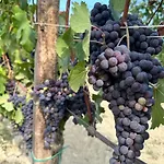 Langhe Wine & Relax Villa