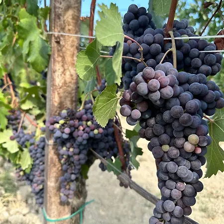 Langhe Wine & Relax Villa