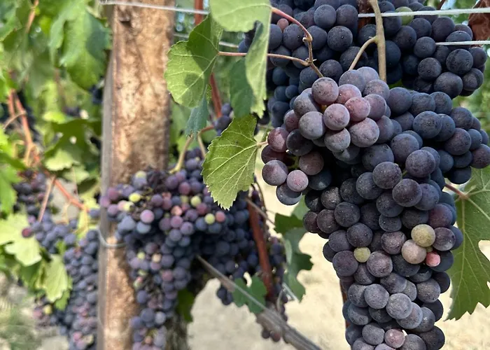 Langhe Wine&relax Villa